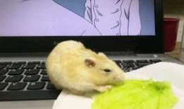 娱乐吃瓜酱仓鼠过生日,娱乐吃瓜酱仓鼠生日派对大揭秘